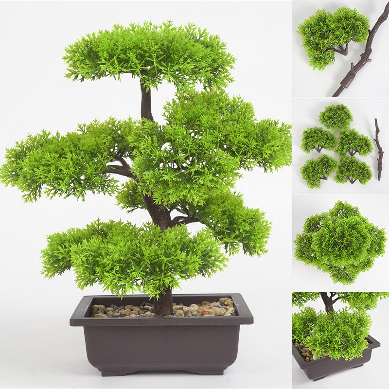 bonsai kaufen wo 'Hal' the Chinese Banyan