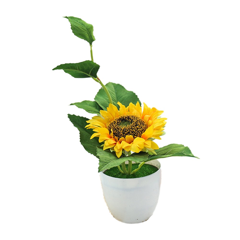 ficus lyrata zimmerpflanze Geigenfeige (Ficus lyrata) online kaufen main image 0