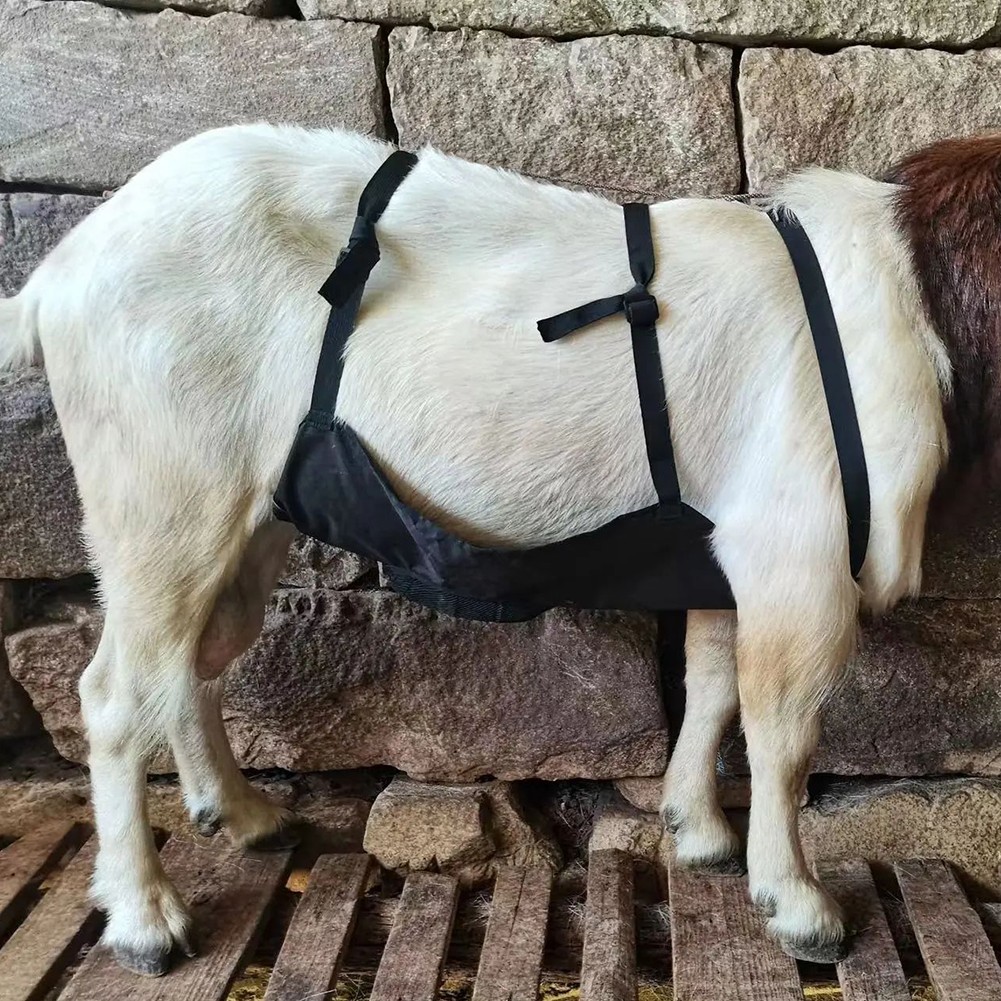 Effective Anti Breeding Apron for Goats and Sheep with Adjustable Strap Feature