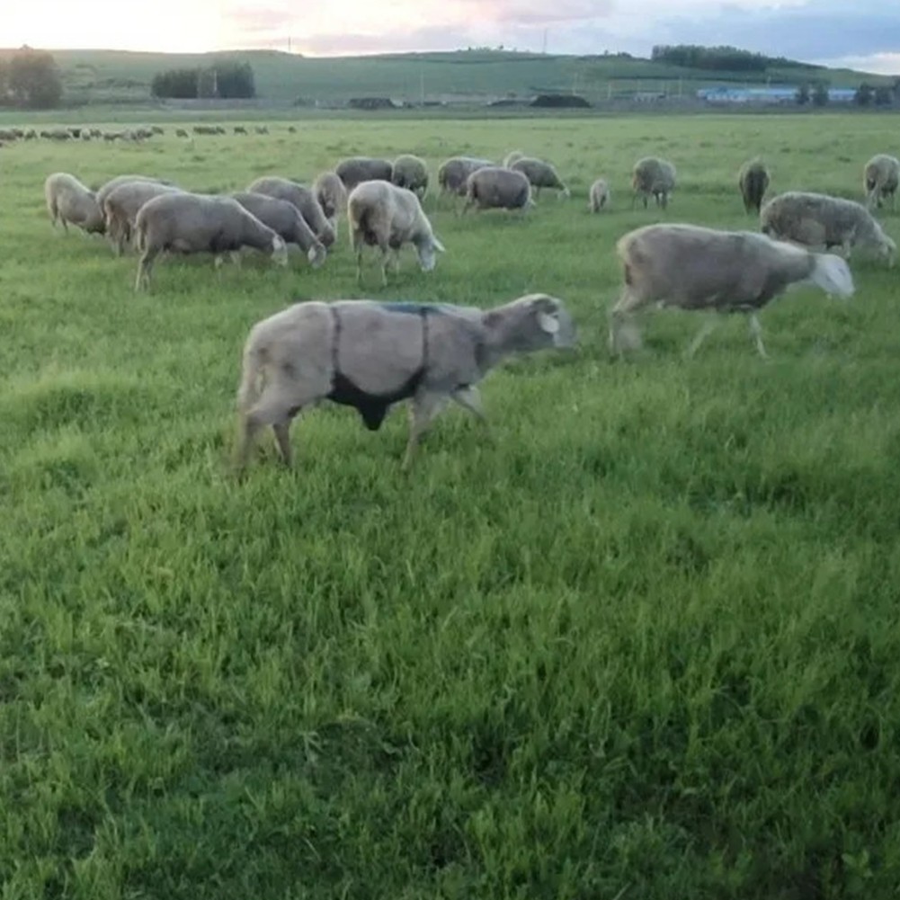 Effective Anti Breeding Apron for Goats and Sheep with Adjustable Strap Feature