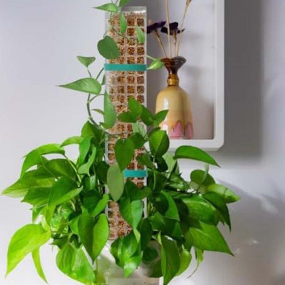Bâtons de mousse efficaces pour lescalade intérieure soldes et extérieure pour le soutien des plantes