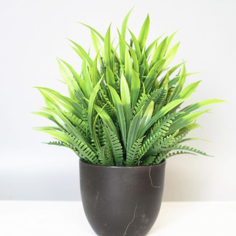 aloe vera plant on sale Aloe Vera main image 1