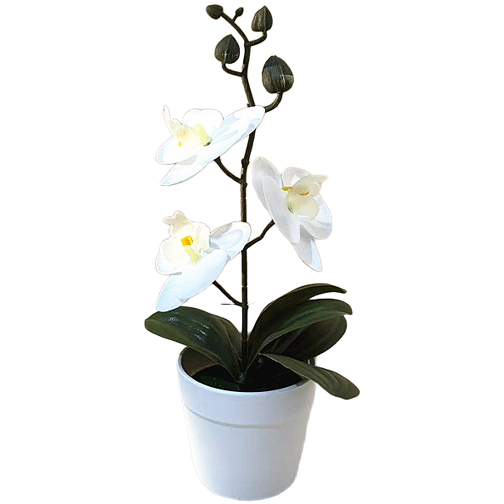 Modern Minimalist Phalaenopsis Orchid Bonsai Potted Plant for Tabletop Use