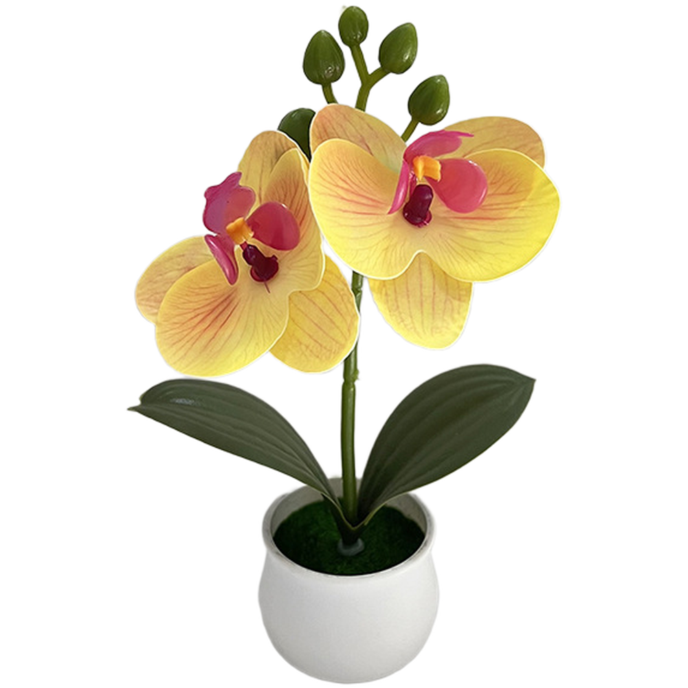 Phalaenopsis Orchid Potted Plant 11x11x18cm Plastic for For MINI Indoor Display