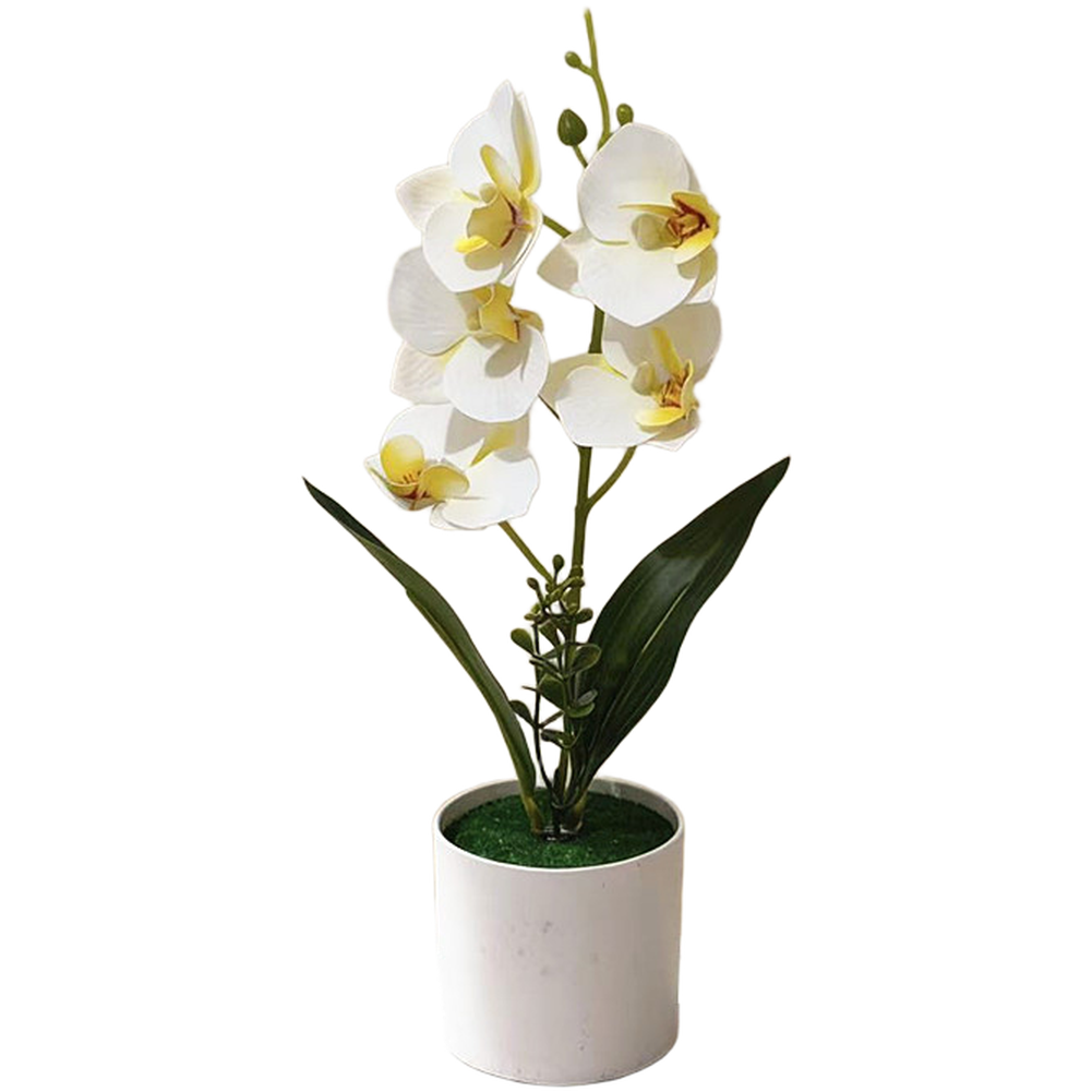 White Yellow Purple Blue Phalaenopsis Orchid Arrangement for Indoor Desk Decor