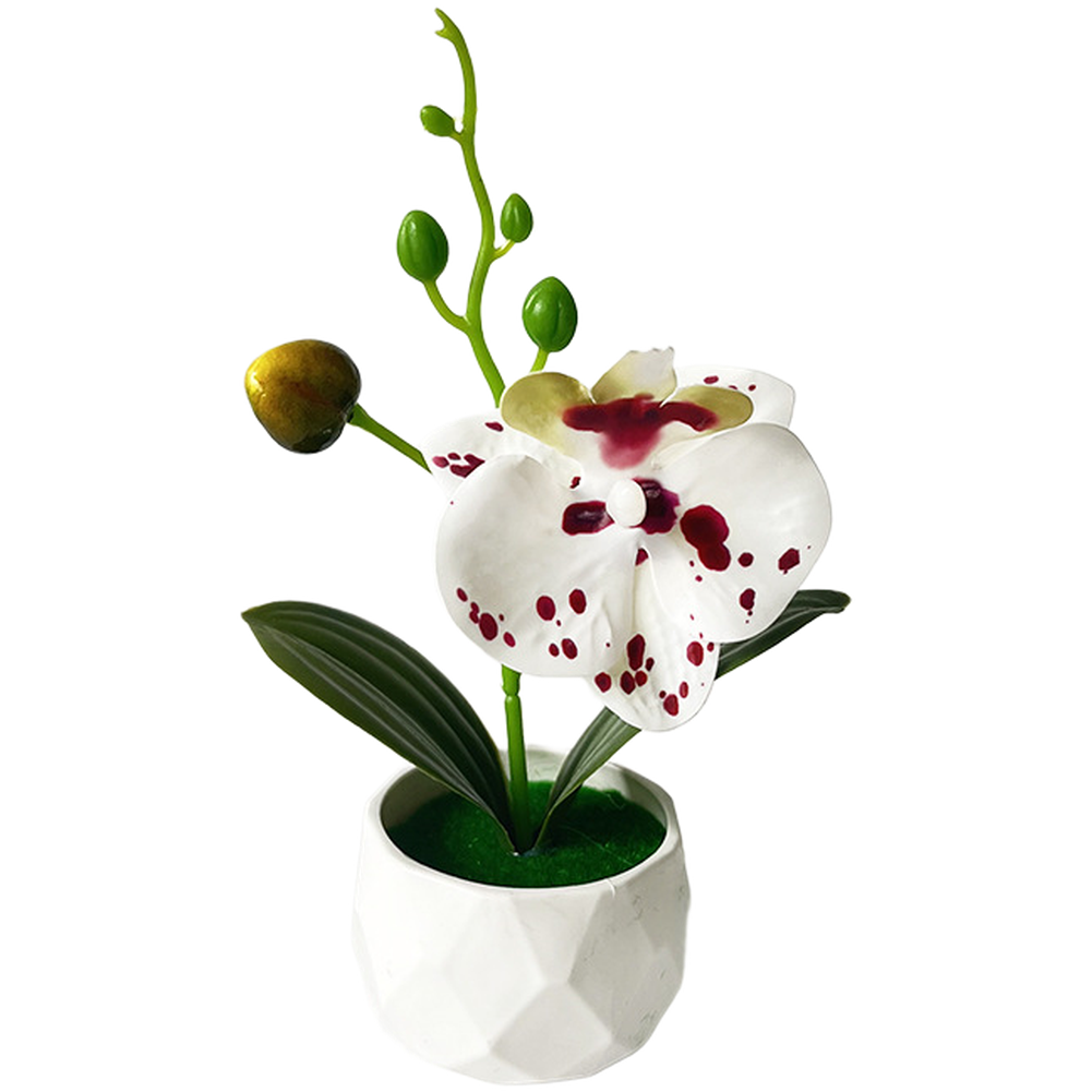 Phalaenopsis Floral Reproduction in Diamond Designed Pot for Contemporary Space