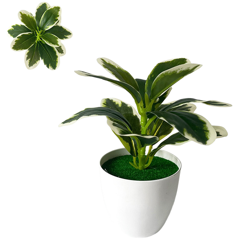 Green Round Leaf Rubber Plant for Tabletop Decor in Office or Living Room